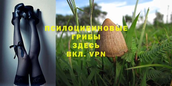 прущие грибы Алзамай