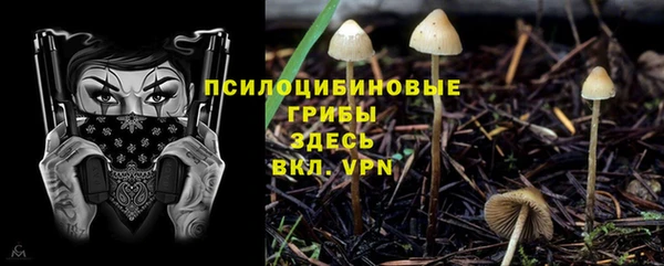 прущие грибы Алзамай